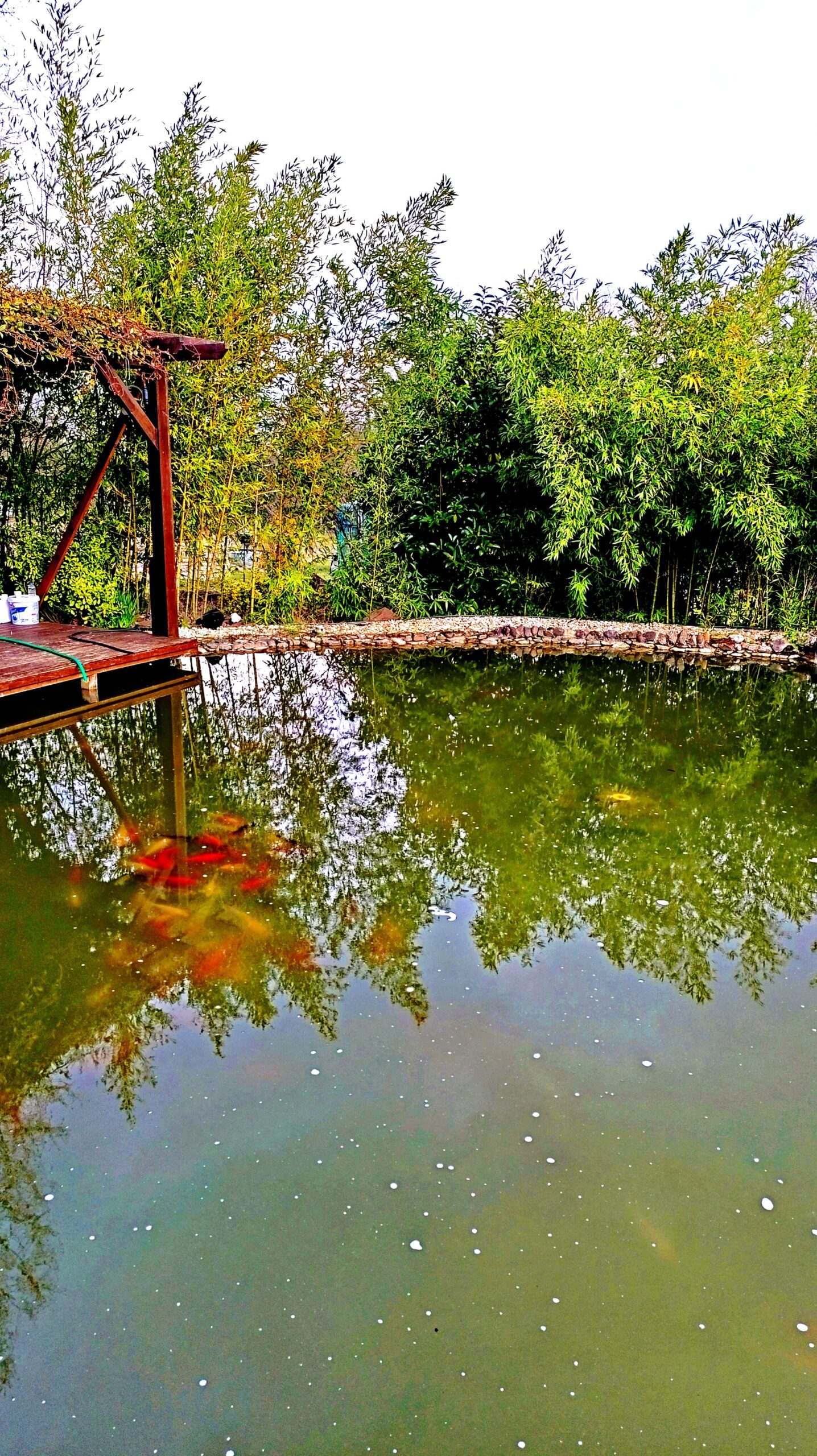 Nazli ciftlik biyolojik koi goleti 1 scaled